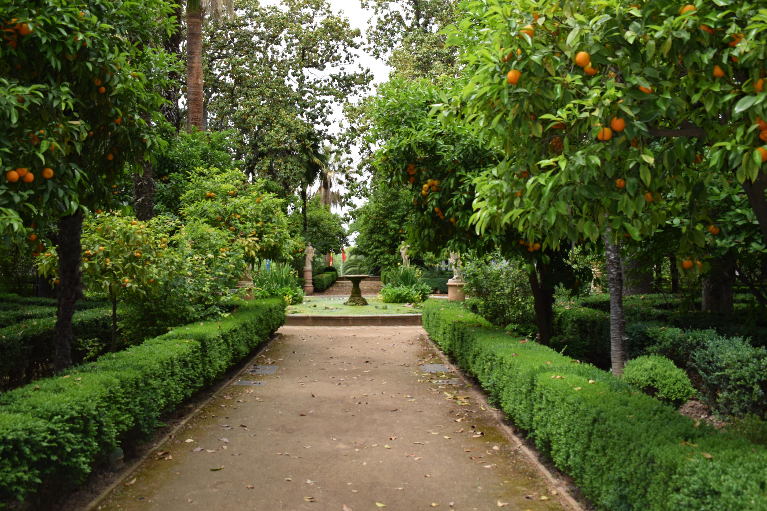 orange-trees-garden-path